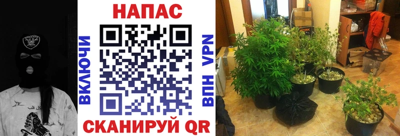Каннабис индика Игарка